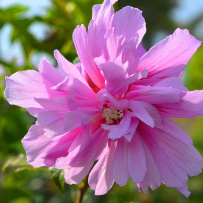 Rose of Sharon (Lucy) - Natural Grace
