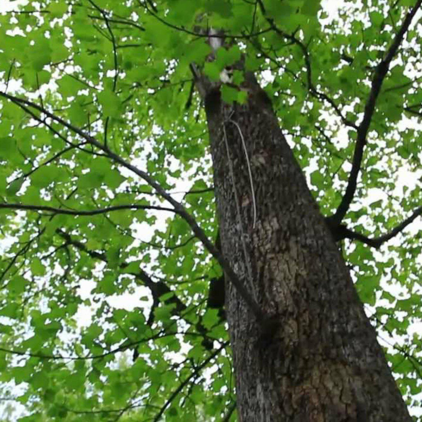 Tuliptree - Akers James