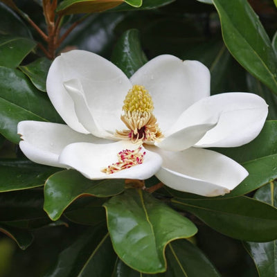 Southern Magnolia - Front Range