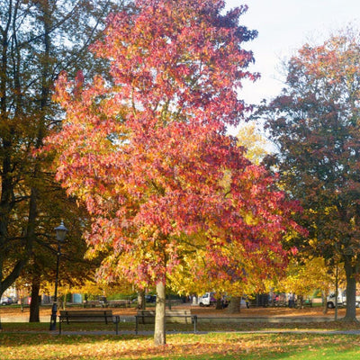 American Sweet Gum - Simple Pets