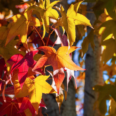 American Sweet Gum - Be a Tree Cremation