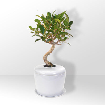 The Living Urn Indoors / Patio - Be a Tree Cremation