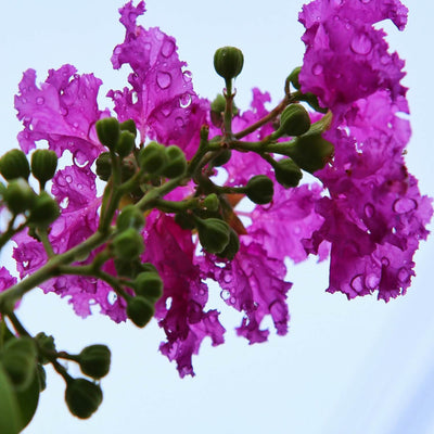 Crape Myrtle (Purple) - Simple Pets