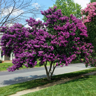 Crape Myrtle (Purple) - Monarch