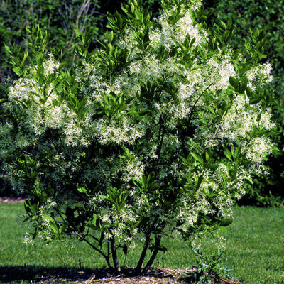 White Fringe Tree - A Better Place