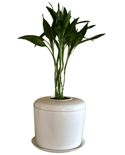 The Living Urn Indoors / Patio - Eternal Peace