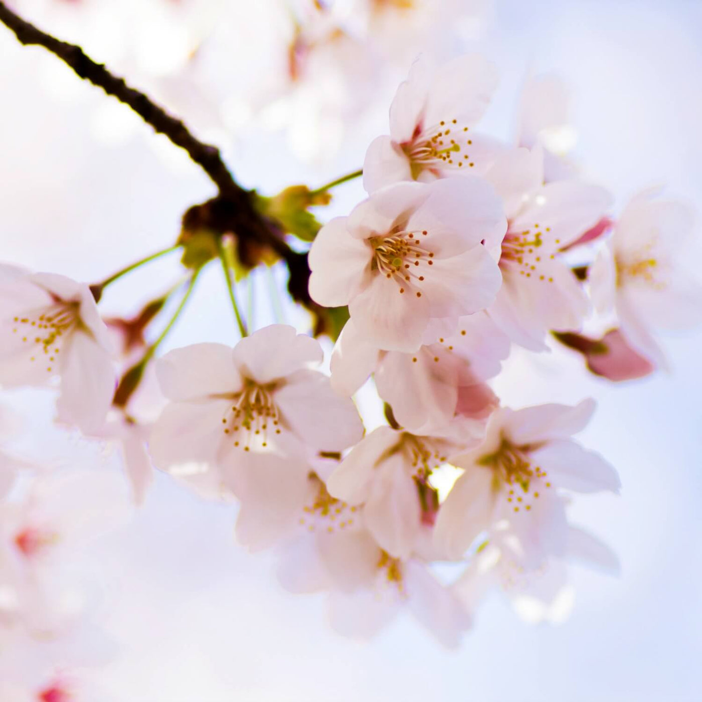 Japanese Flowering Cherry (Yoshino) - A Better Place