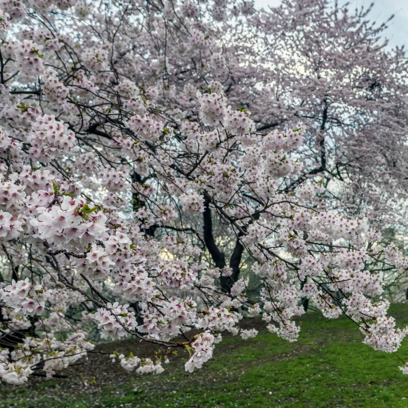 Japanese Flowering Cherry (Yoshino) - SereniCare