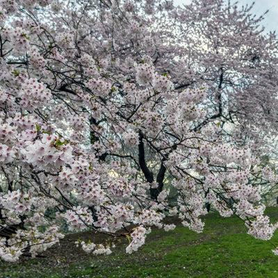 Japanese Flowering Cherry (Yoshino) - Cremation Society
