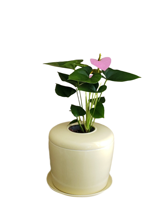 The Living Urn Indoors / Patio - Simple Pets