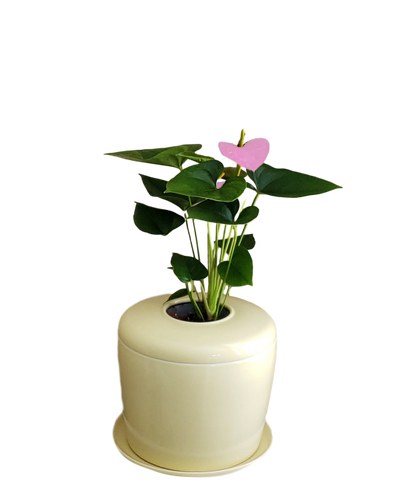 The Living Urn Indoors / Patio - Cremation Society