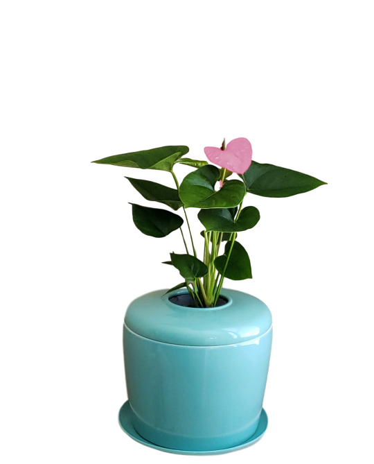 The Living Urn Indoors / Patio - Akers James