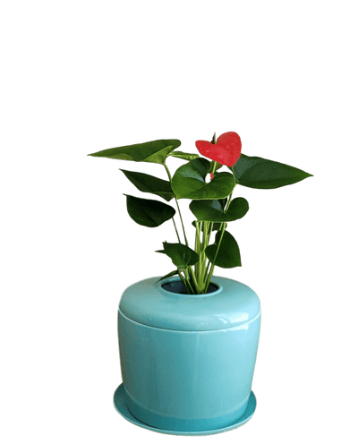 The Living Urn Indoors / Patio - Blake