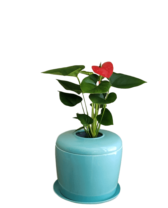 The Living Urn Indoors / Patio - Messenger