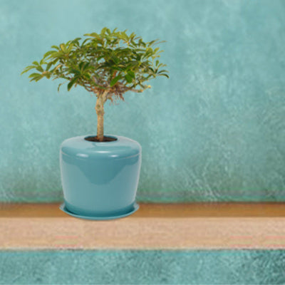 The Living Urn Indoors / Patio - Messenger