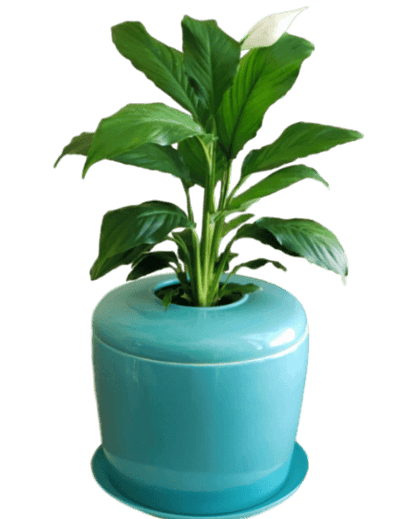 The Living Urn Indoors / Patio - Hyatt Ewald