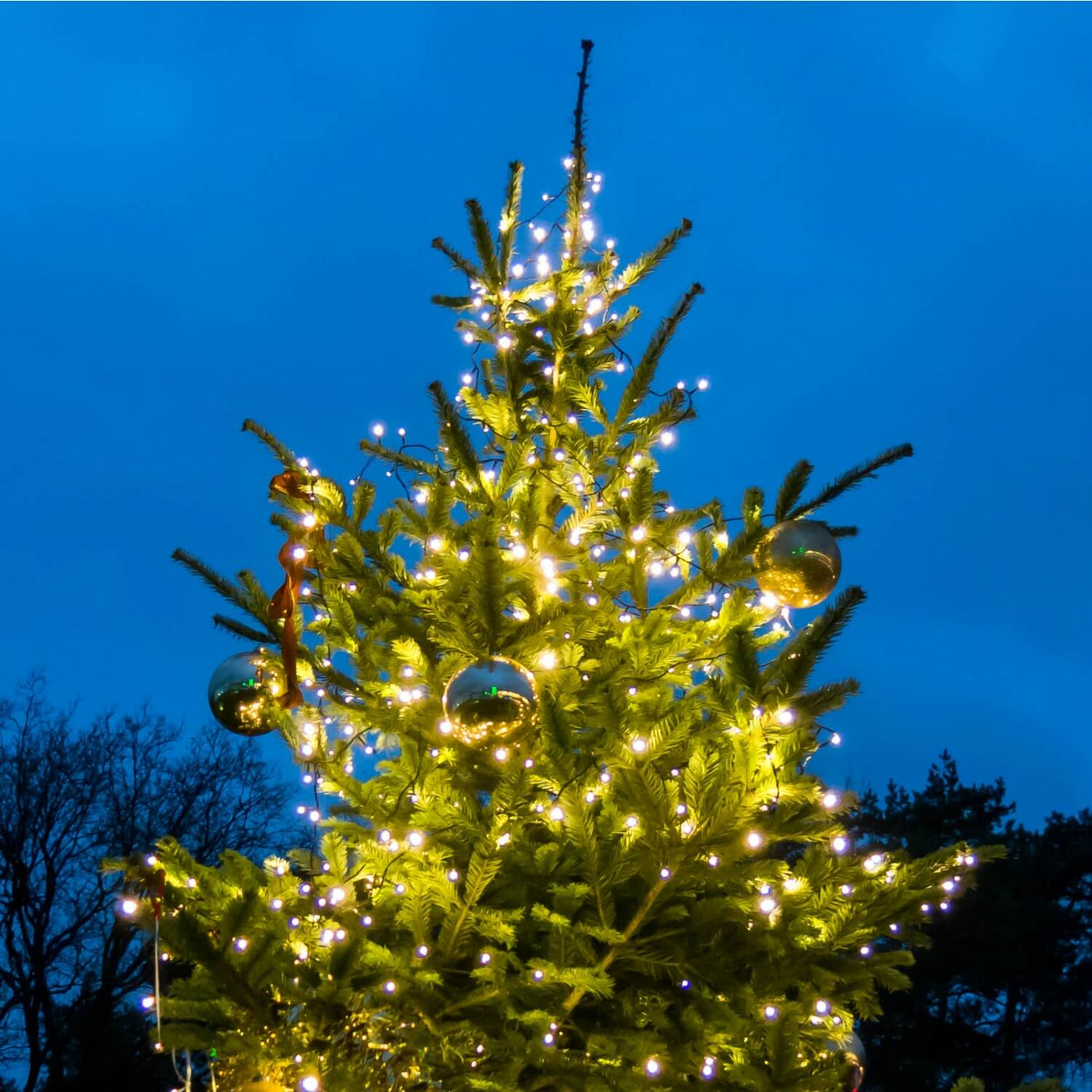 Christmas Tree - Be a Tree Cremation