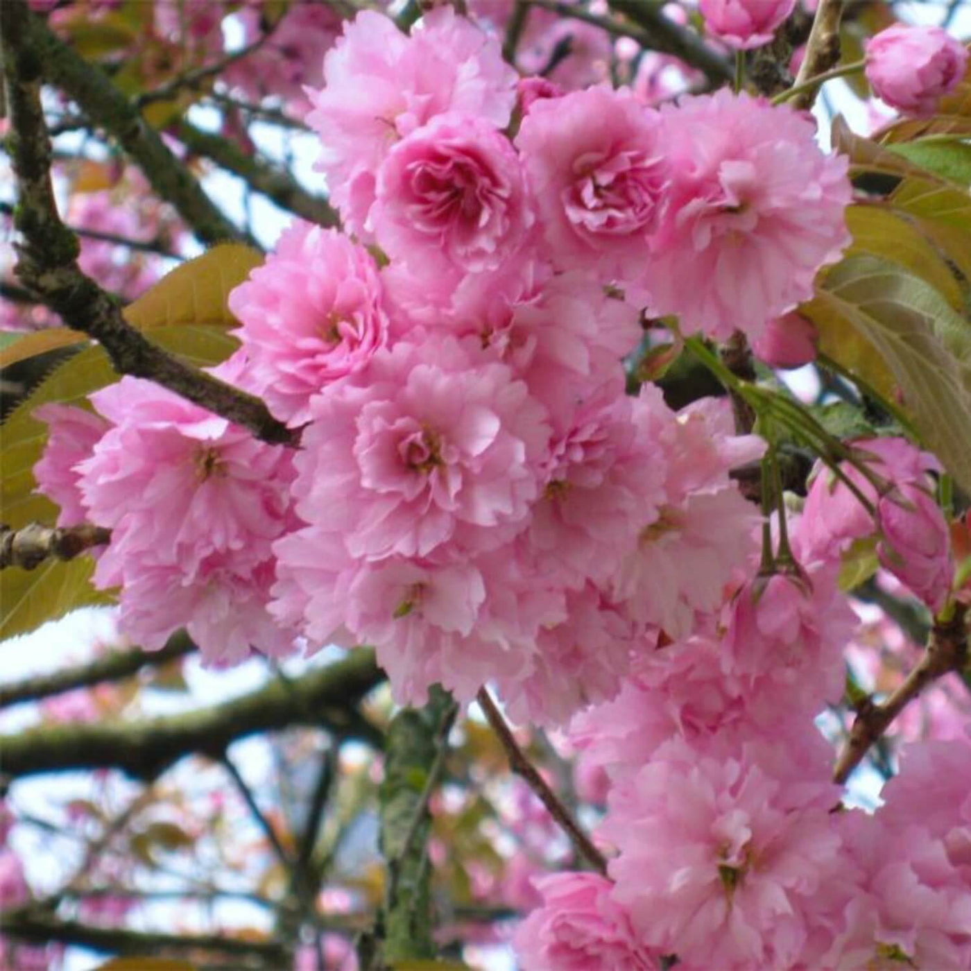 Japanese Flowering Cherry (Kwanzan) - Simple Pets