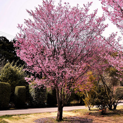 Okame Flowering Cherry - Be a Tree Cremation