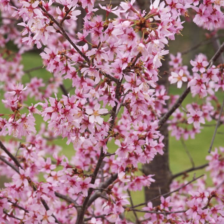 Okame Flowering Cherry - SereniCare