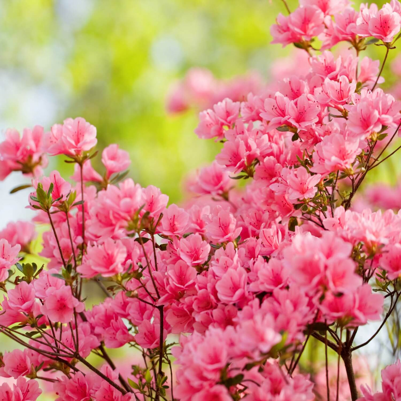 Formosa Azalea (Pink) - Cremation Society
