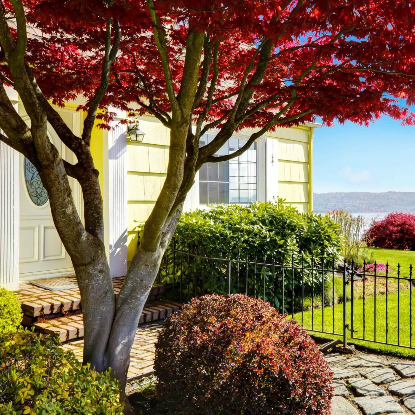 Red Maple - Greenhaven