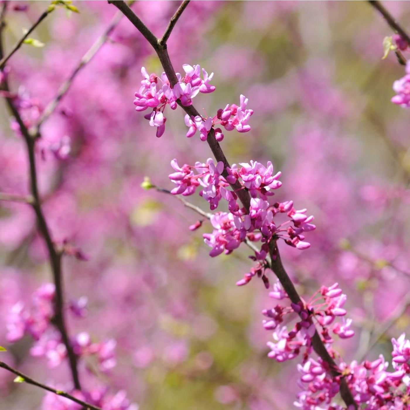 Eastern Redbud - Messenger