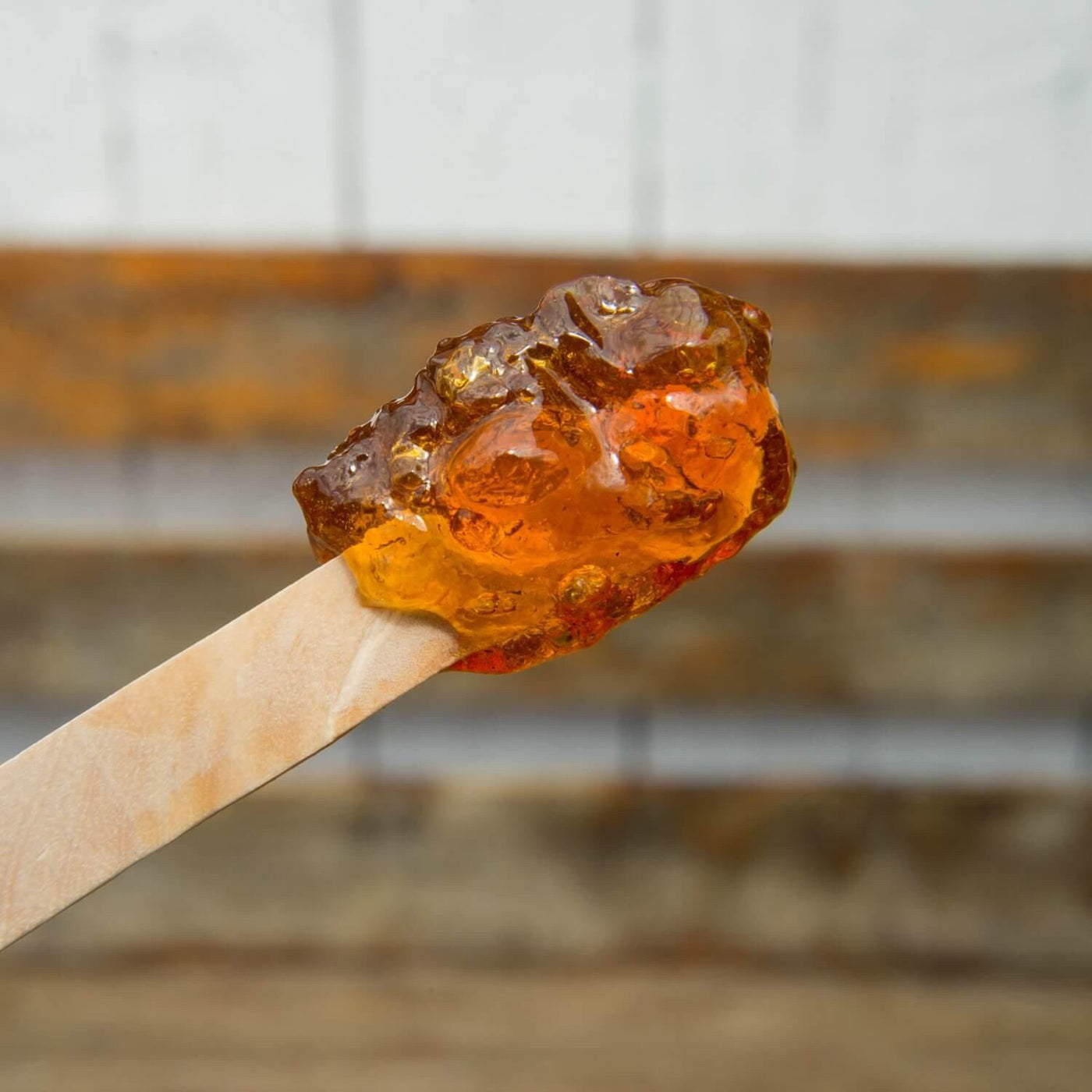 Sugar Maple - The Living Urn