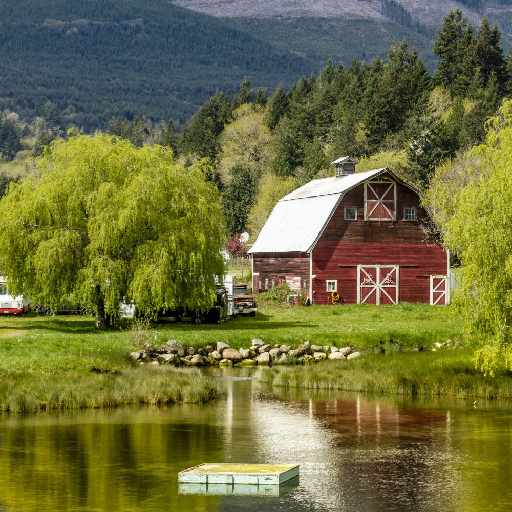 Weeping Willow - Natural Grace