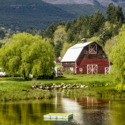 Weeping Willow - Simple Pets