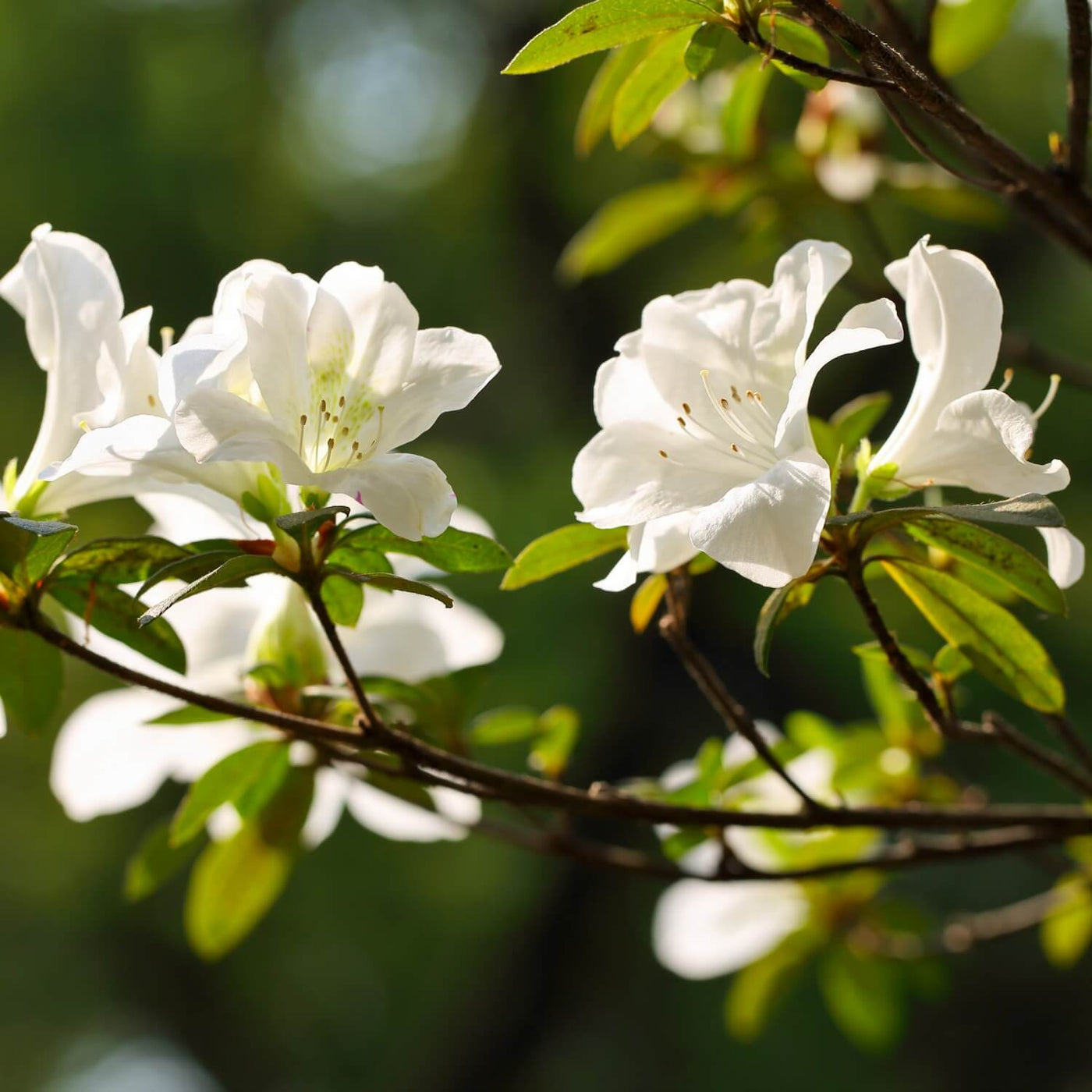 Formosa Azalea (White) - Hyatt Ewald