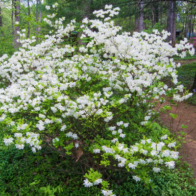 Formosa Azalea (White) - Front Range