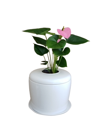 The Living Urn Indoors / Patio - Heaven Bound