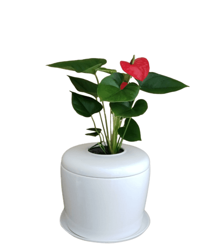 The Living Urn Indoors / Patio - Teraloom