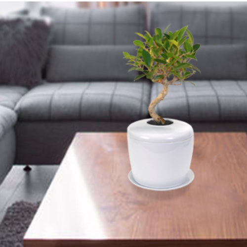 The Living Urn Indoors / Patio - Be a Tree Cremation
