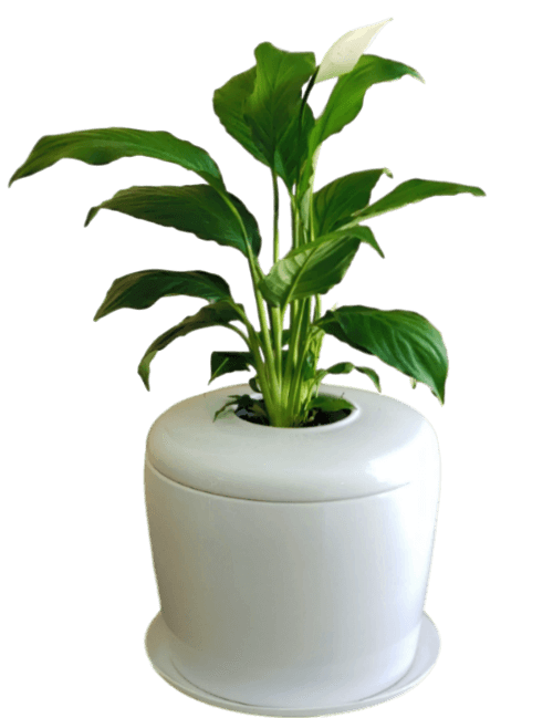 The Living Urn Indoors / Patio - Hyatt Ewald