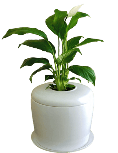 The Living Urn Indoors / Patio - Teraloom