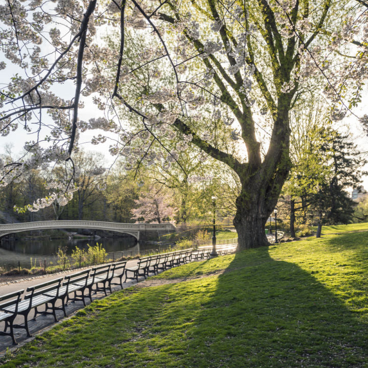 Japanese Flowering Cherry (Yoshino) - Bunker